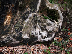 Tree Stump, Honeymoon Rd