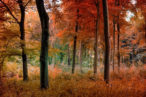 autumn germany deutschland herbst bosque alemania nrw otoño duisburg wald wedau venturacarmona