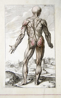 Muscles from French anatomical engraving