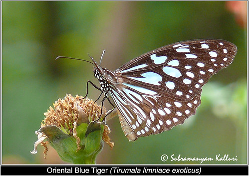 nymphalidae butterflyindia butterfliesofandhrapradesh
