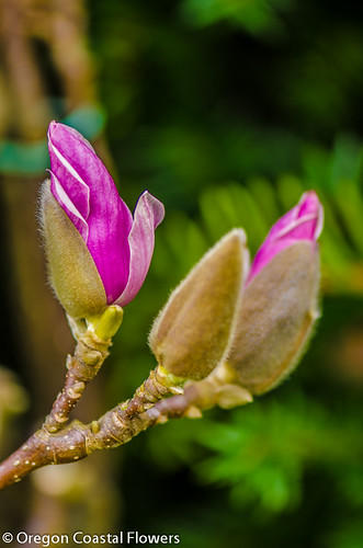 tulip magnolia branches