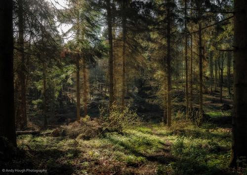 wood morning trees england sunlight forest view unitedkingdom sony diffusion wallingford a77 sonyalpha andyhough slta77 littlewittenhamwood andyhoughphotography