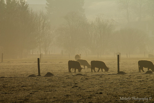 morning mist fog germany landscape bayern deutschland bavaria kuh cow rind nebel cattle landschaft morgen hallertau