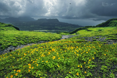 korigad monsoon debmalyamukherjee canon550d 1018mm green maharastra hdr flowers