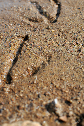 lake bird beach bowie sand texas tracks shore prints amoncarter