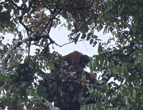 spotted: wild orangutan high up in the tree