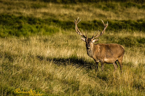 Living Soul.. by Rizzoweb