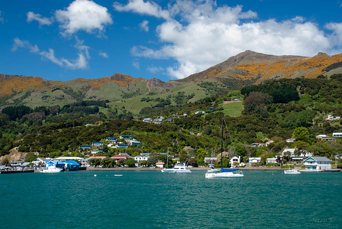 cruise houses sea newzealand yellow clouds blackcat boats boat village hills bankspeninsula broom akaroa