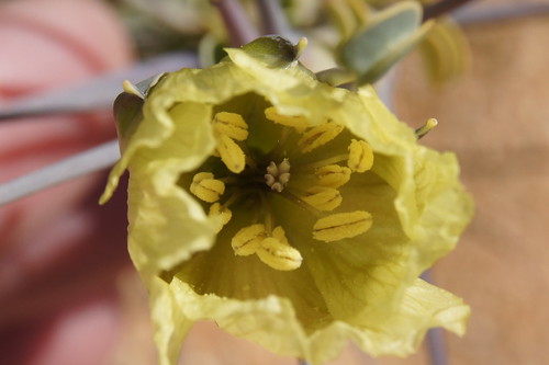 flower of Monsonia spinosa