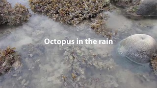 Reef octopus