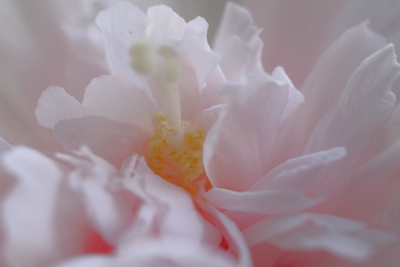 芙蓉 / Hibiscus mutabilis