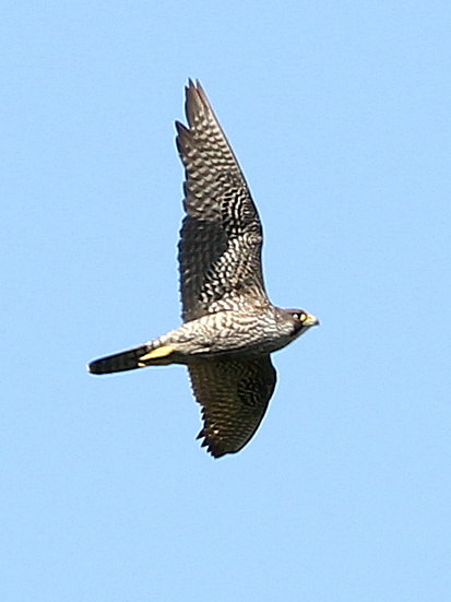 Photograph titled 'Peregrine Falcon'