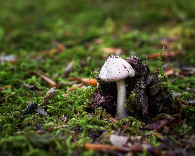 Mushroom, Color, Forest, Small, Photo