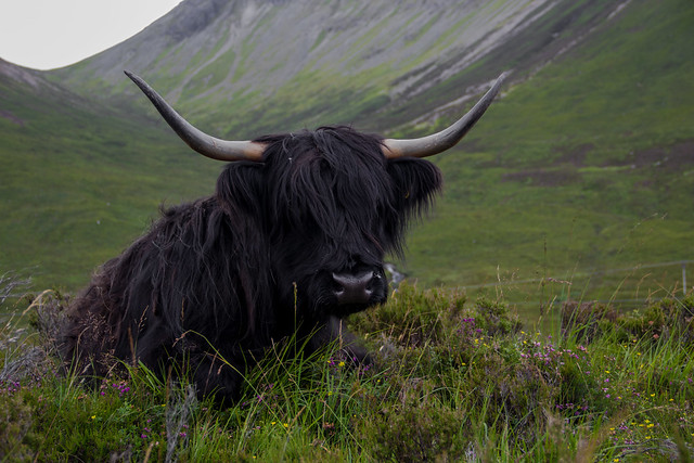 A Black Hairy Cow - Isle of Skye