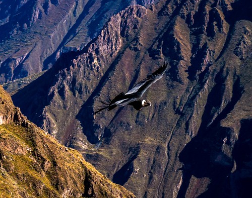 peru southamerica landscape condor colcacanyon arequiparegion miradordelcondor nex6