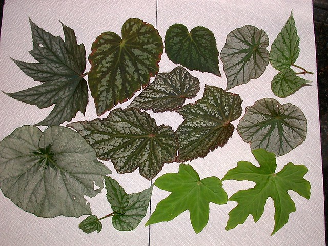 Begonia leaves