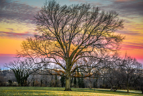 park pink trees winter sunset orange usa tree rose yellow arlington landscape virginia us unitedstates american va rosslyn parc mygearandme flickrstruereflection1 ilobsterit