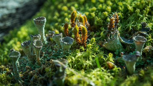 plants france macro photographie hiver lichen vienne plantes mousse saison chauvigny végétal poitoucharentes régnedesmycotaetdesfungi