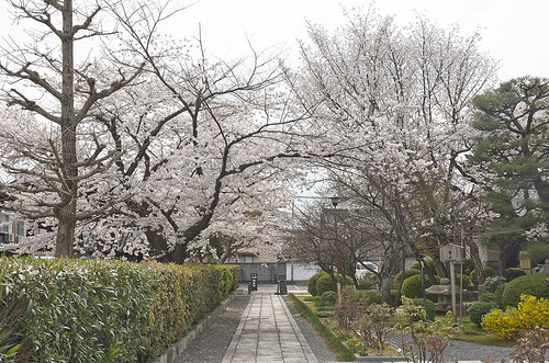 【写真】2014 桜 : 本満寺/2021-05-28/IMGP5690