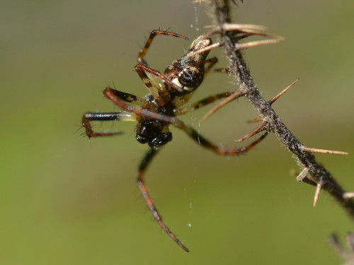 male trashlineorbweaver cyclosa araneidae spider sanmarcospass santabarbaracounty california