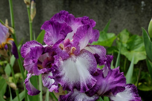  Nos Iris : floraisons 2012 8985865496_9cac2b0bb1
