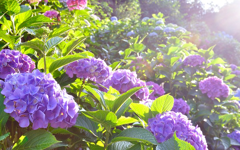 成就院の紫陽花