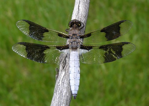 insect dragonfly whitetail skimmer odonata libellulidae anisoptera commonwhitetail plathemislydia