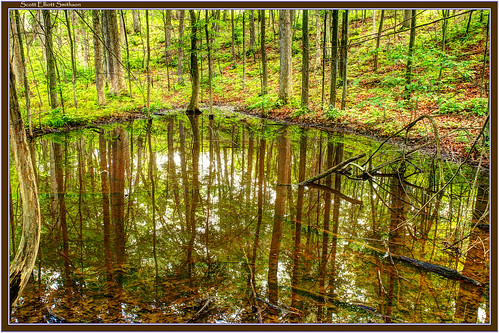park reflection green nature contrast forest canon scott eos pond woods natural state michigan holly 7d fusion fenton elliott moraine wetland treereflection smithson fused reflectionpond photomatix michiganstateparks michiganstatepark reflectedtree glacialmoraine michiganwoods sevenlakesstatepark reflectedtrees michigannature michiganwetlands eos7d canoneos7d dtwpuck scottsmithson scottelliottsmithson littlesevenlake bigsevenlake
