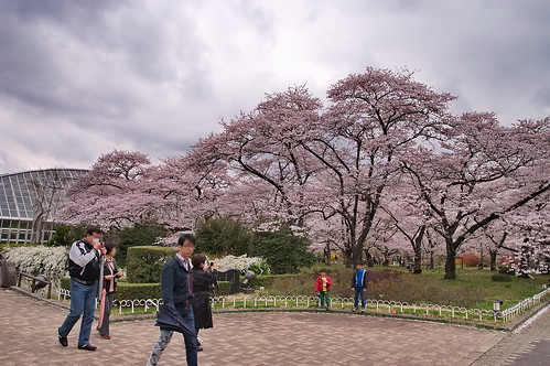 【写真】2013 桜 : 京都府立植物園/2020-12-16/IMGP9445