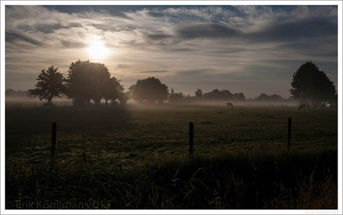 mist fog clouds sunrise landscape shadows cows nederland natuur wolken flare commuter onthewaytowork landschap koeien schaduwen ederveen zonsopkomst knotwilgen n224 gelderlandnatuurn224koeien