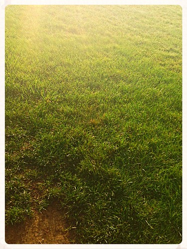 morning green wet grass wooster