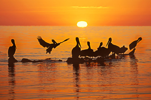 pelicans birds sunrise day coachellavalley saltonsea saltonbeach pixelmama pwpartlycloudy