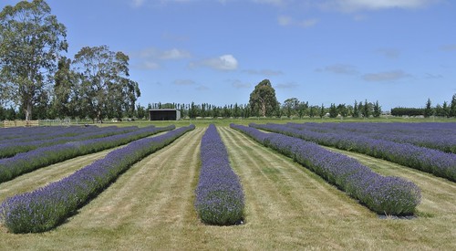newzealand flower lavender southisland ashburton canterburyplains farmerscorner