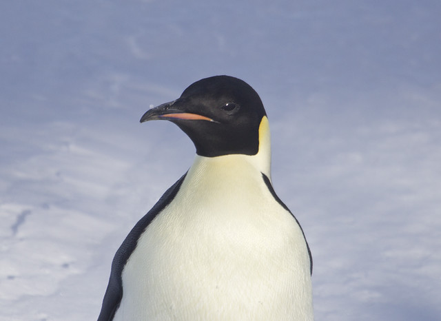 Emperor Penguin, Ross Sea, Antarctica.