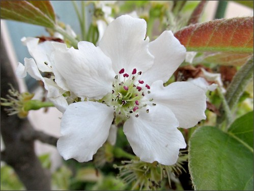 Asian pear blossom