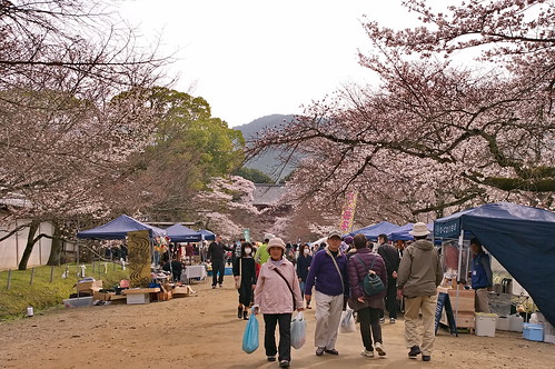 【写真】2013 桜 : 醍醐寺/2021-10-20/IMGP9023
