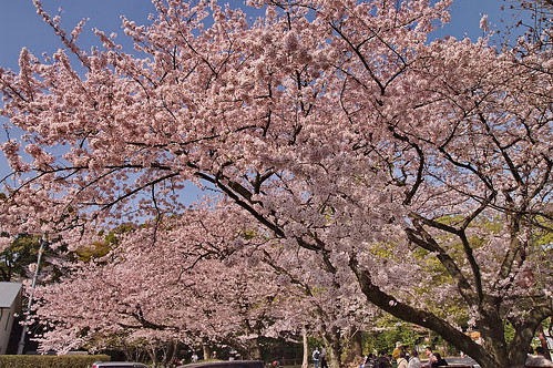 【写真】2013 桜 : 石清水八幡宮/2021-12-06/IMGP9723