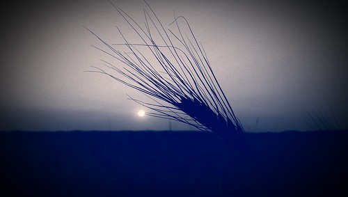 blue sunset barley grain