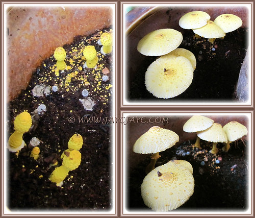 Collage showing growth of Leucocoprinus birnbaumii in sequence