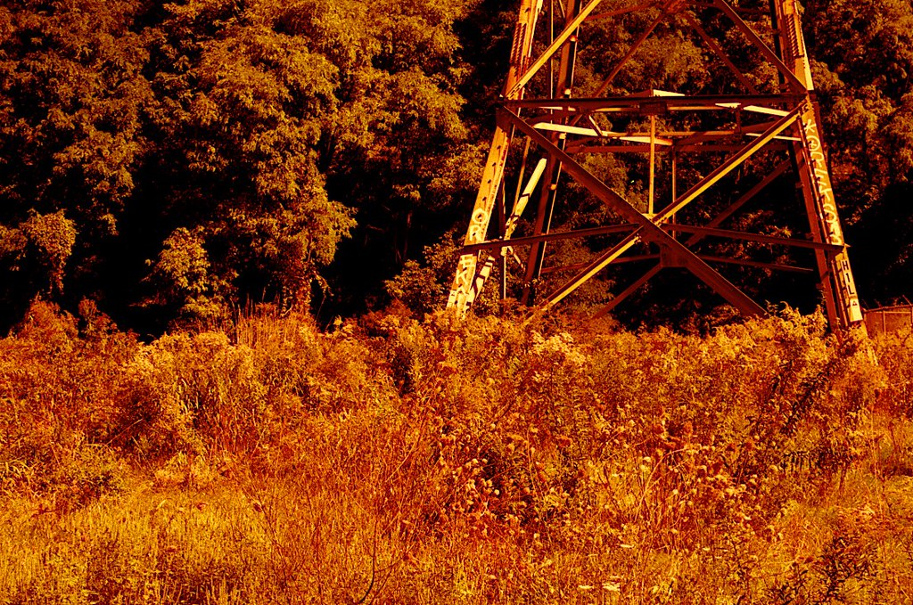 Red Scale - Don Valley