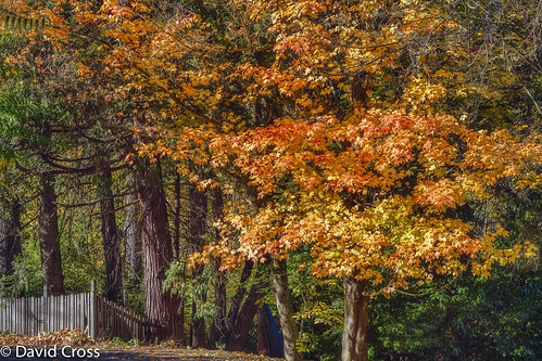 autumn fall northerncalifornia fence landscape 50mm nevadacity autumnleaves foliage highway49 nevadacounty sierranevadarange canon50mm18 sierranevadafoothills primelens canon7d fencefriday lightroom5 topazsw