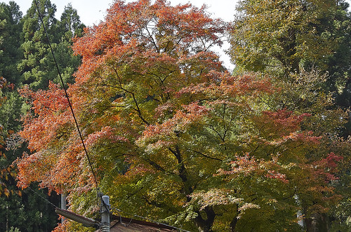 【写真】2013 紅葉 : 桃源山地蔵院/2021-06-11/IMGP3180