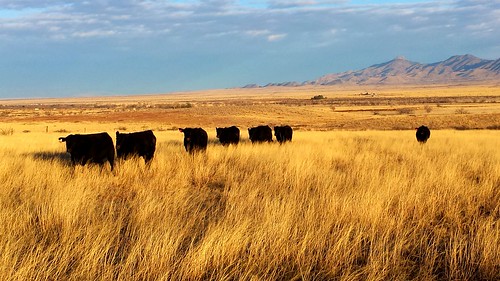 ranch arizona cattle willcox ranching blackangus ranches ranchland cochisecounty cattlecountry arizonaranches blackangusbull rangegrass flickrandroidapp:filter=none