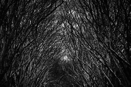 trees bw white black dark nikon branches sw nikkor avenue äste twigs bäume schwarz dunkel allee zweige 70210mm weis d7000 silverefexpro2 nikcollection