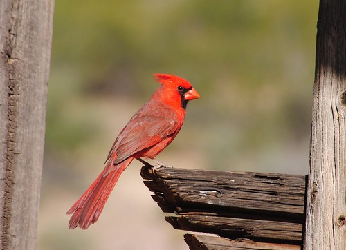 Northern Cardinal 1, 03/28/14