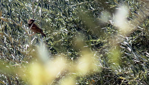 birds spring cyprus cipro springtime zypern ayianapa