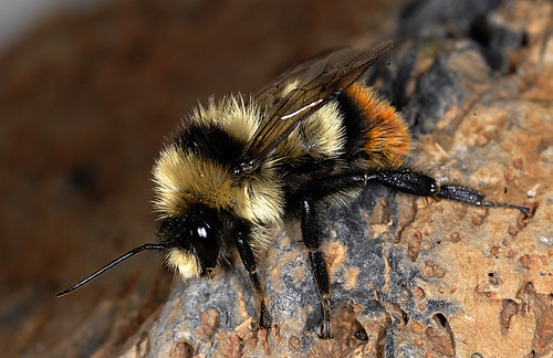 歐洲的大黃蜂(Photo: Pierre Rasmont/IUCN)