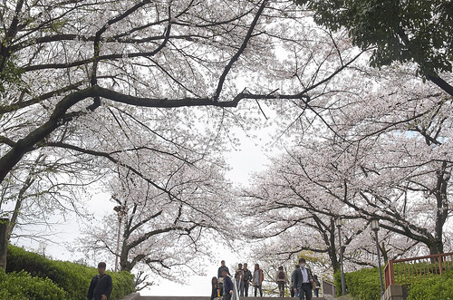 【写真】2014 桜 : 大阪城公園/2021-09-09/IMGP5813