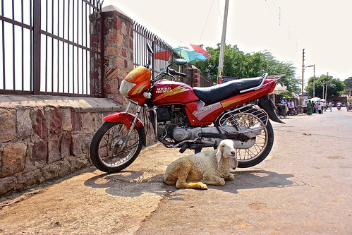 lamb on the outskirts of Fatehpur Sikri