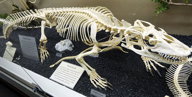 komodo-dragon-skeleton